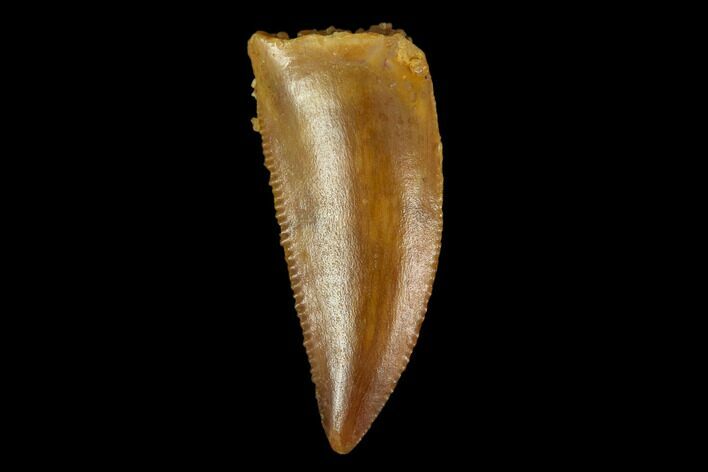 Serrated, Raptor Tooth - Real Dinosaur Tooth #115950